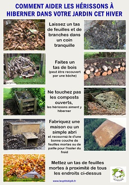 Comment aider les herissons a hiberner dans votre jardin cet hiver